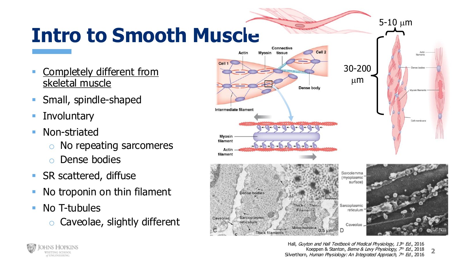 Slide 2: Smooth muscle cells beside the skeletal muscle we know. Spindle-shaped, far smaller, and with no striations.