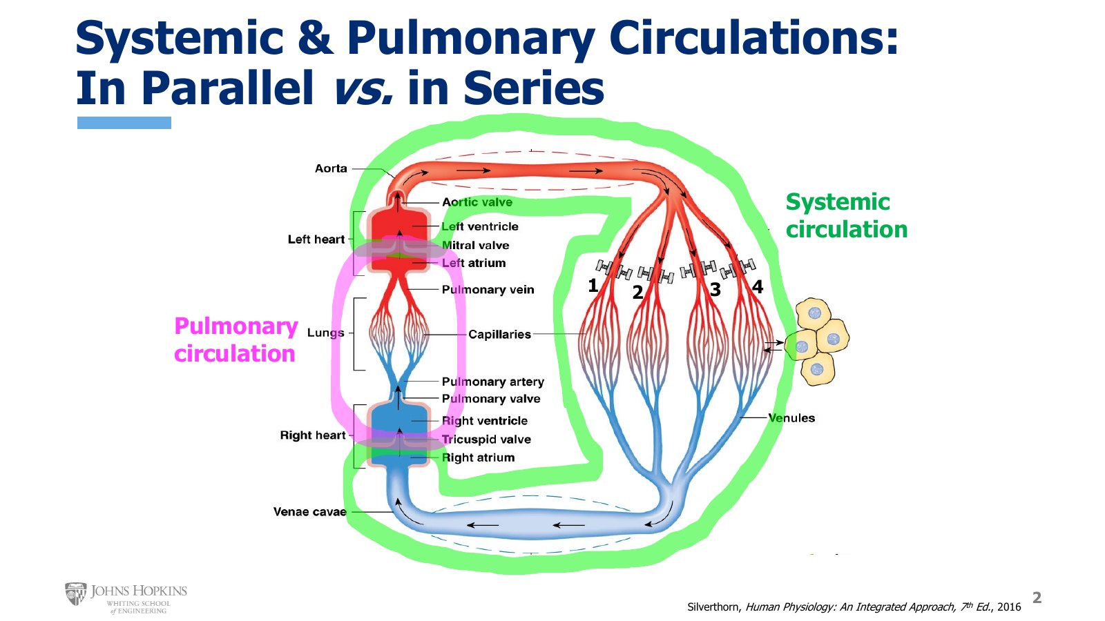 Slide 2: The systemic circulation (green) and the pulmonary circulation (pink). Capillary beds 1 to 4 each feed a separate tissue in parallel, while the two circulations sit one after the other in series.