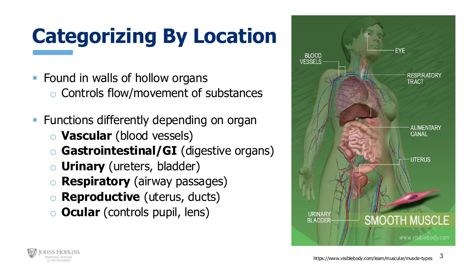 Slide 3: Smooth muscle sits in the walls of hollow organs throughout the body.