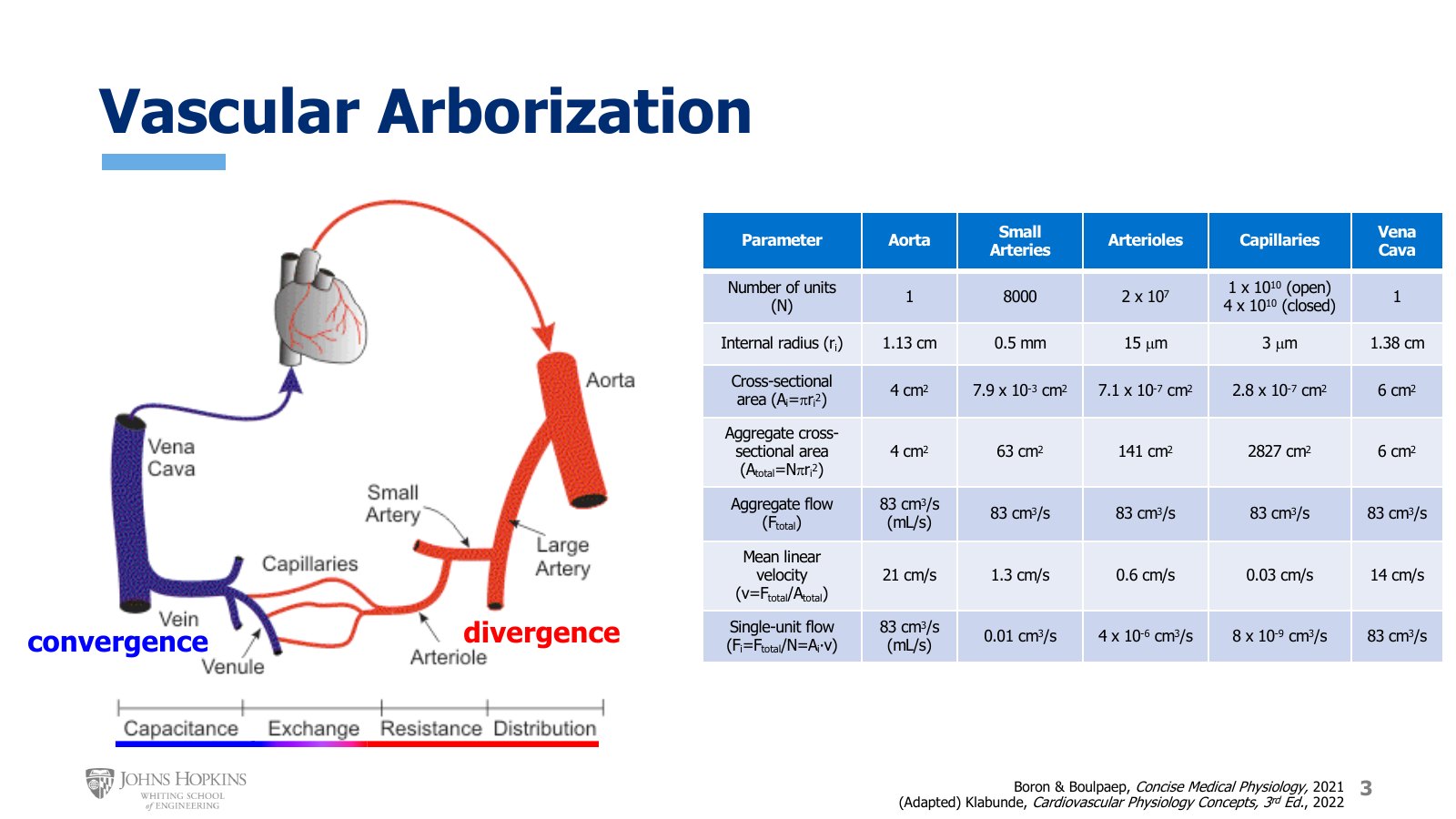 Slide 3: Divergence on the arterial side and convergence on the venous side, labeled by job: distribution, resistance, exchange, capacitance. The table compares aorta, small arteries, arterioles, capillaries, and vena cava.