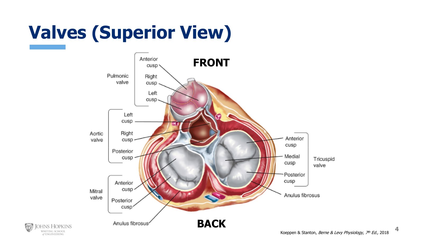 Slide 4: The atria removed and the ventricles viewed from the top, front of the heart at the top of the image. The slide labels the pulmonary valve as the pulmonic valve.