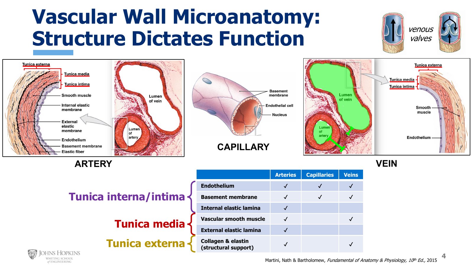 Slide 4: Artery, capillary, and vein in section, with the summary table of which wall layers each vessel has. Venous valves at top right.