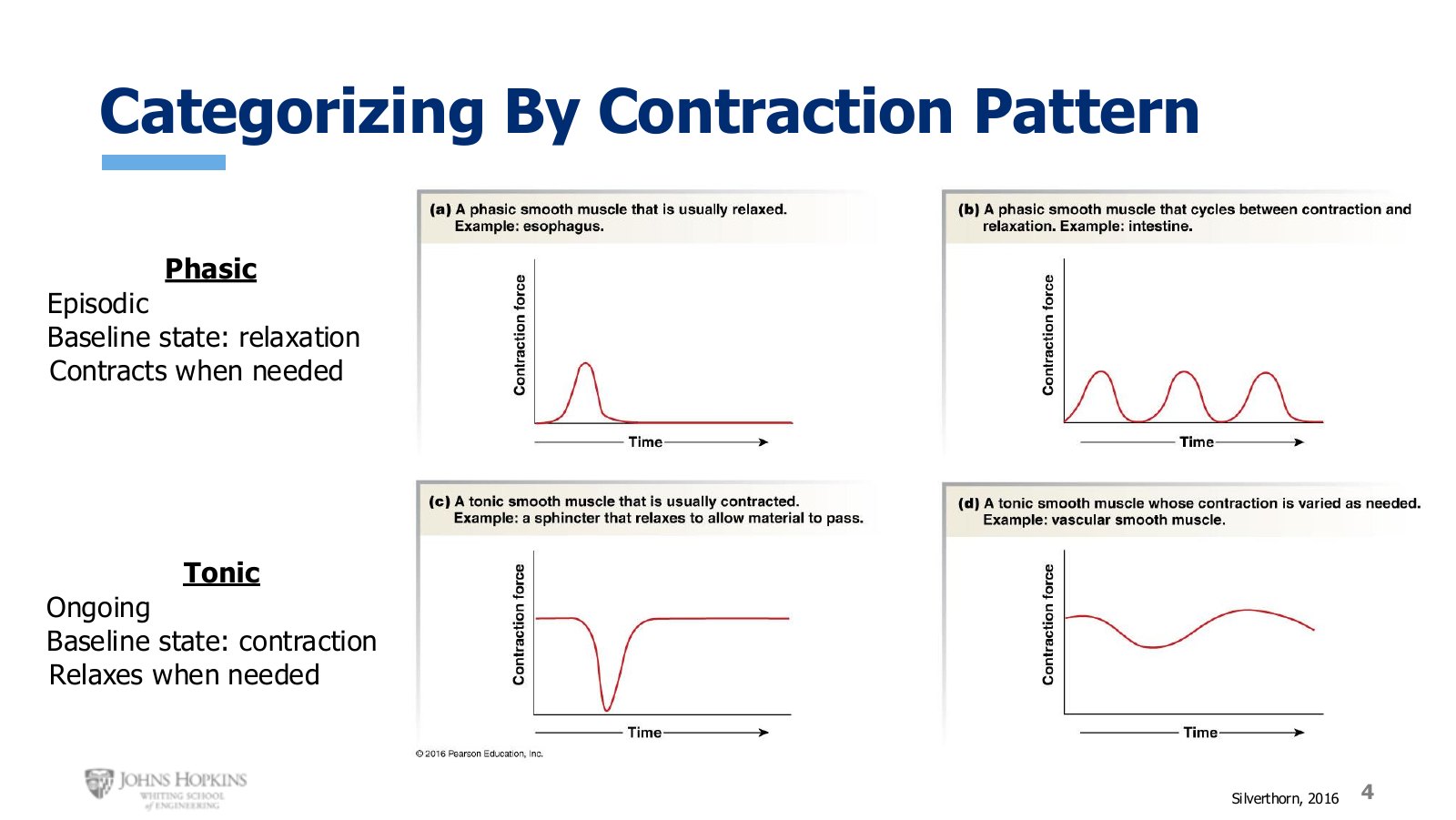 Slide 4: Phasic muscle rests and contracts when needed. Tonic muscle contracts and relaxes when needed.