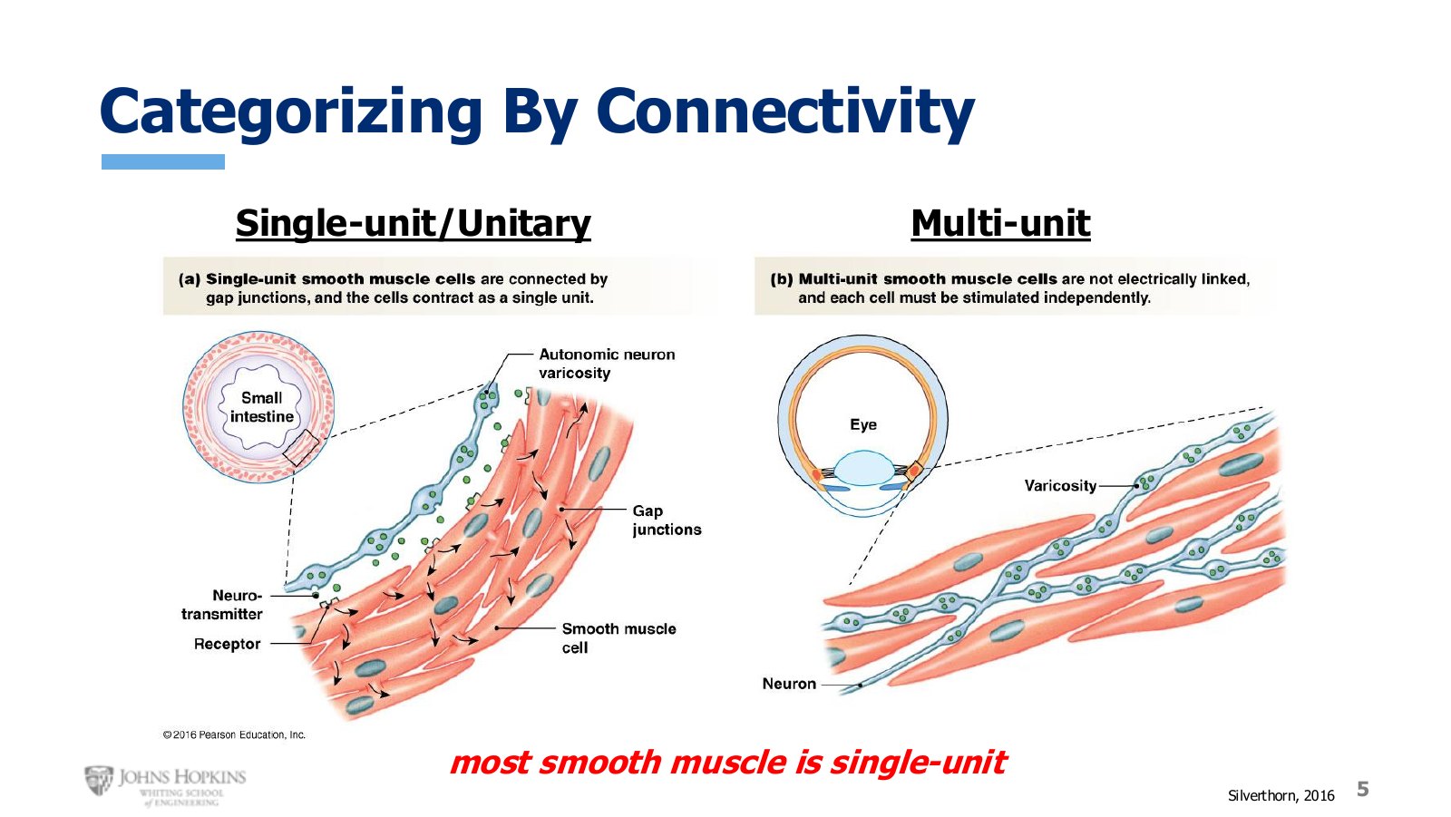 Slide 5: Single-unit cells share cytoplasm and fire together. Multi-unit cells are independent and each needs its own innervation.
