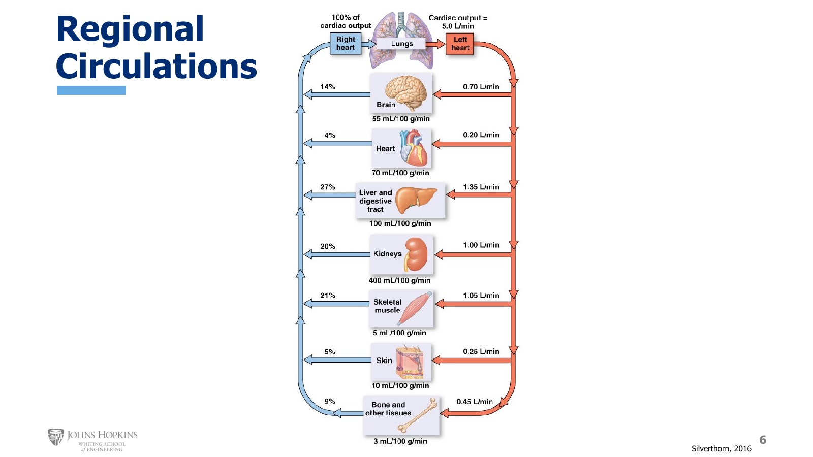 Slide 6: A resting cardiac output of 5.0 L/min divided among the regional circulations, with the flow per 100 g of tissue under each organ.