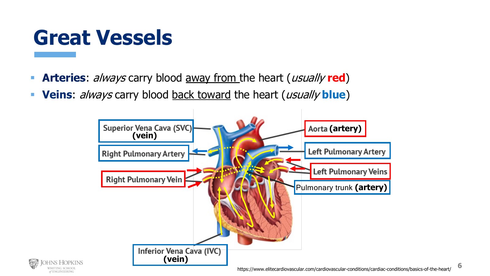 Slide 6: The great vessels, boxed red or blue by the blood they carry and labeled artery or vein by direction. Yellow arrows trace flow through the heart.