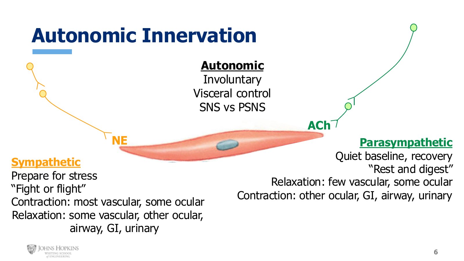 Slide 6: Sympathetic and parasympathetic effects on smooth muscle, organ by organ. Neither branch simply contracts or relaxes everything.
