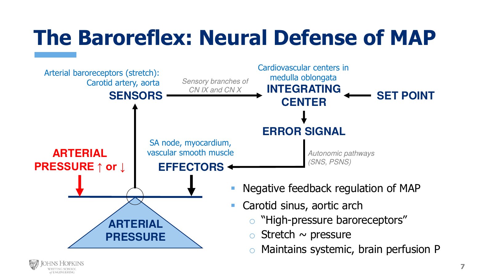 Slide 7: The Module 1 negative feedback schematic with arterial pressure as the regulated variable. Sensors in the carotid artery and aorta, integration in the medulla oblongata, and autonomic output to the SA node, myocardium, and vascular smooth muscle.