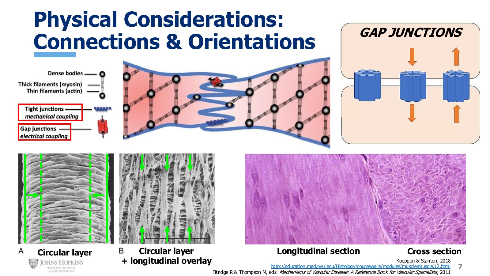 Slide 7: Circular and longitudinal layers, gap junctions, and the two viewing angles for smooth muscle tissue.