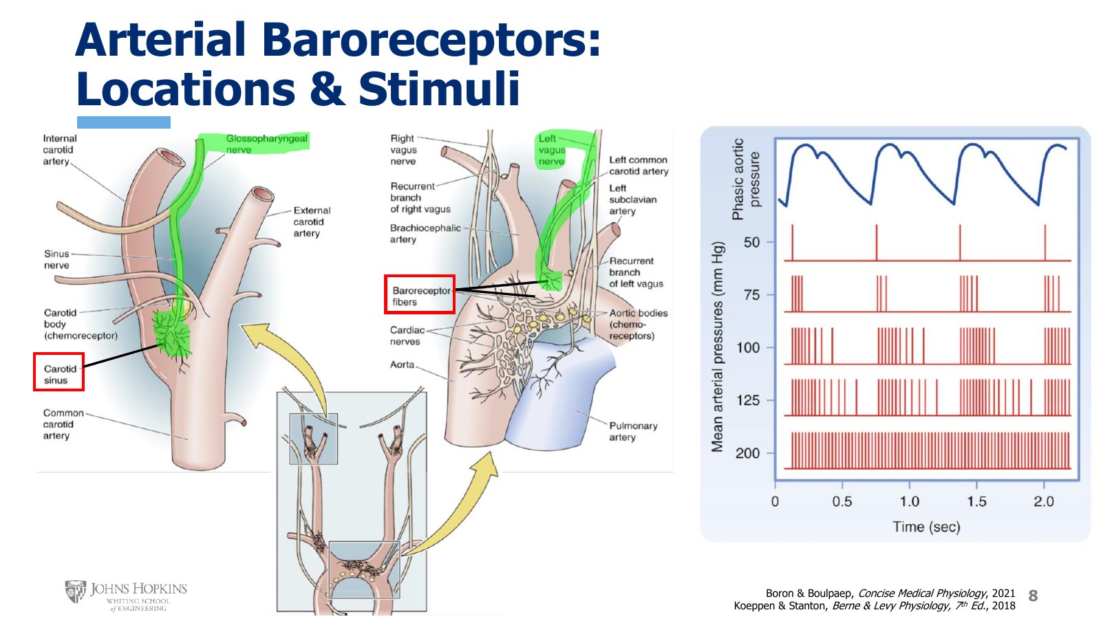 Slide 8: Left, the carotid sinus with its glossopharyngeal branch highlighted. Center, aortic arch baroreceptor fibers on the left vagus. Right, baroreceptor firing under a phasic aortic pressure trace at mean arterial pressures of 50, 75, 100, 125, and 200 mmHg.