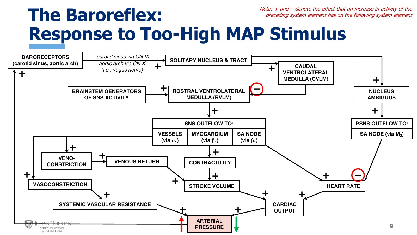Slide 9: The baroreflex flowchart for a rise in pressure. Plus and minus signs give the effect an increase in one element has on the next. The CVLM inhibits the RVLM, and parasympathetic outflow inhibits heart rate.