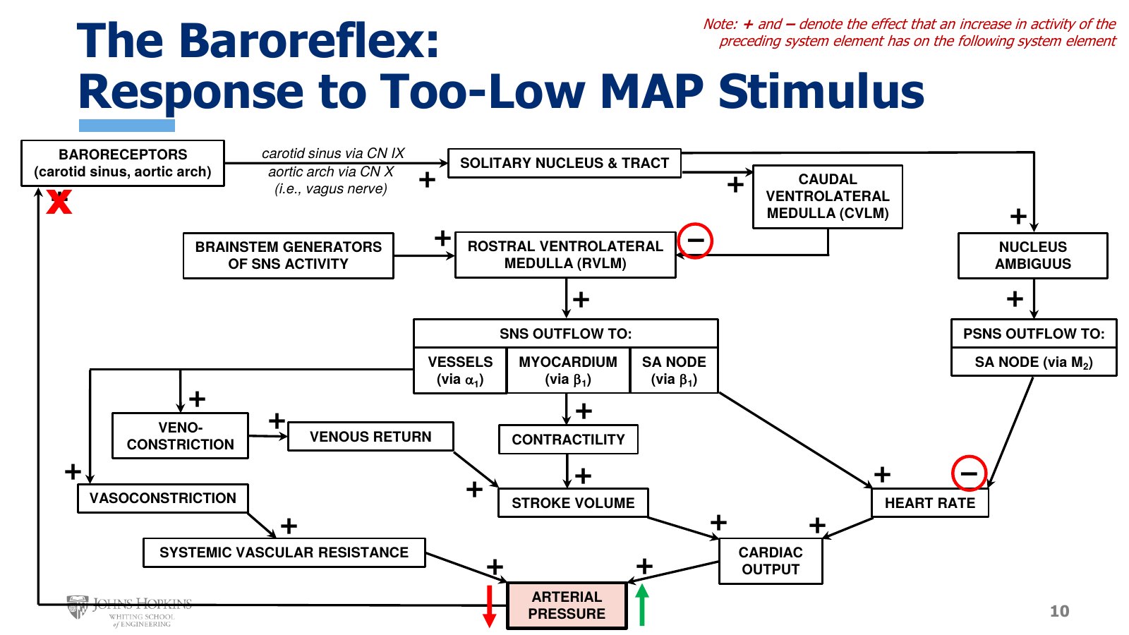 Slide 10: The same flowchart for a fall in pressure. The red X at the baroreceptors marks the loss of firing, which removes the CVLM brake on the RVLM.
