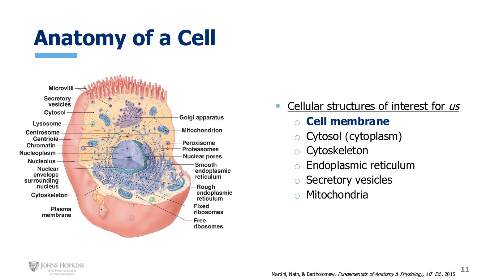 Slide 11: Basic cell anatomy. Six structures on this diagram recur all semester.