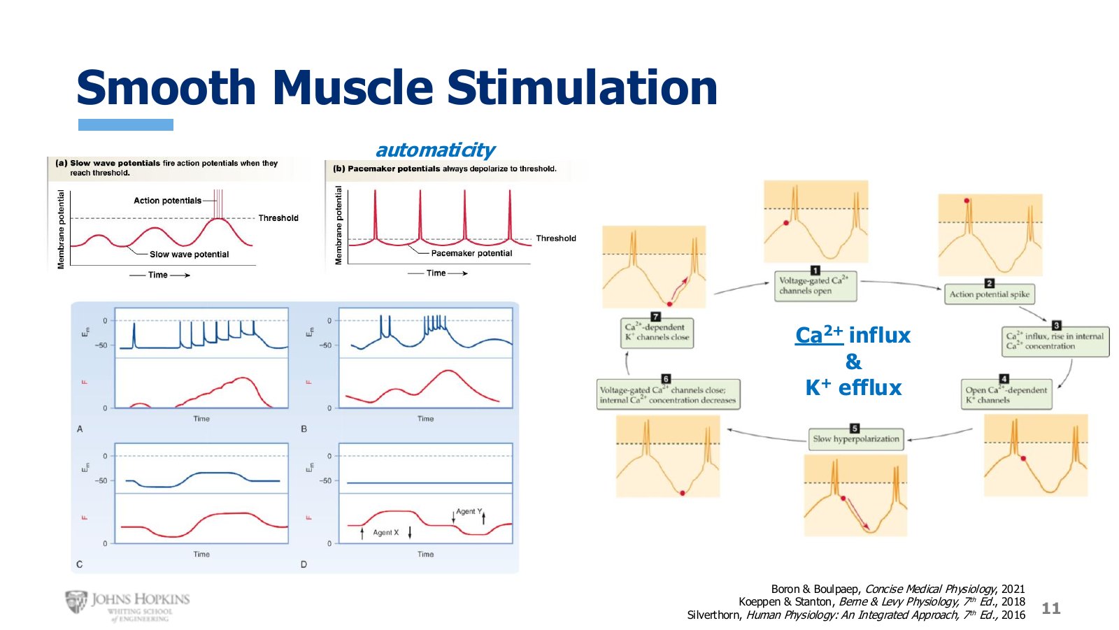 Slide 11: Four different membrane potential patterns, each producing its own force response. Blue is membrane potential, red is force.