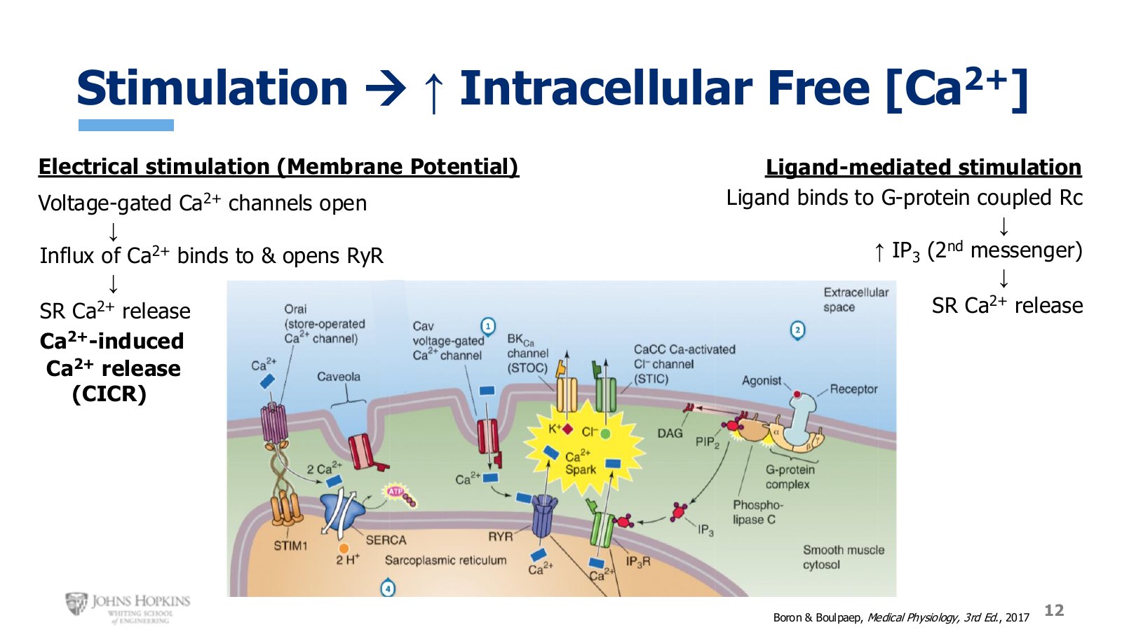 Slide 12: Left, the electrical route through voltage-gated calcium channels and CICR. Right, the ligand route through a G protein-coupled receptor and IP₃.