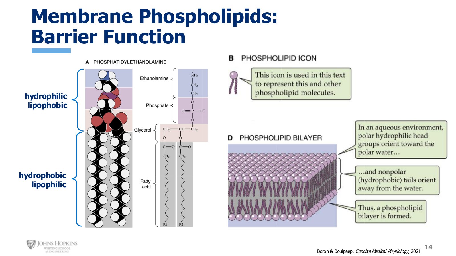 Slide 14: A phospholipid drawn two ways, then the stick-figure shorthand, then the bilayer they form.