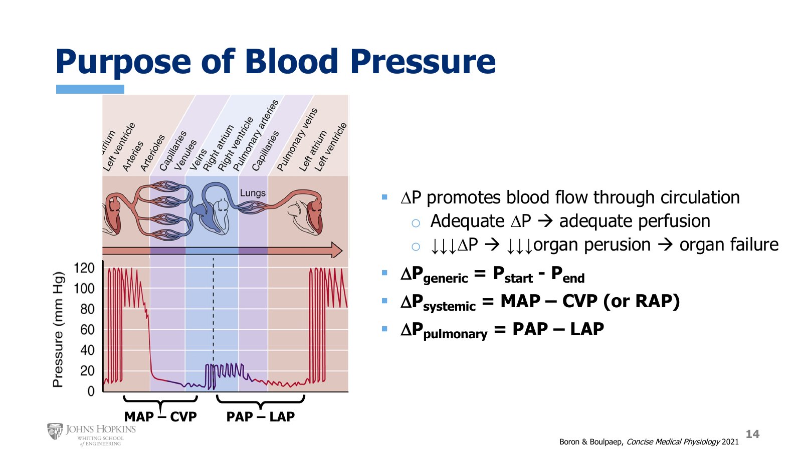Slide 14: Pressure through the systemic and then the pulmonary circulation, from left ventricle back to left ventricle. Brackets mark the systemic gradient, MAP − CVP, and the pulmonary gradient, PAP − LAP.