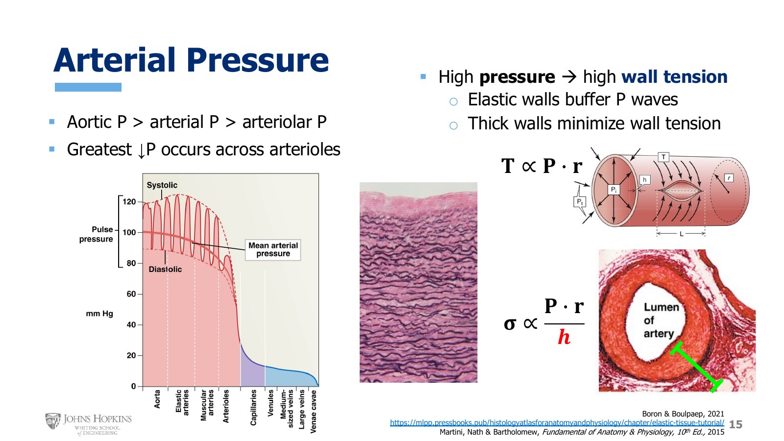 Slide 15: Left, systolic, diastolic, and mean arterial pressure from aorta to venae cavae, with the steepest drop across the arterioles. Center, elastic fibers woven through the aortic wall. Right, wall tension T in a cylinder, and wall thickness h in an artery.