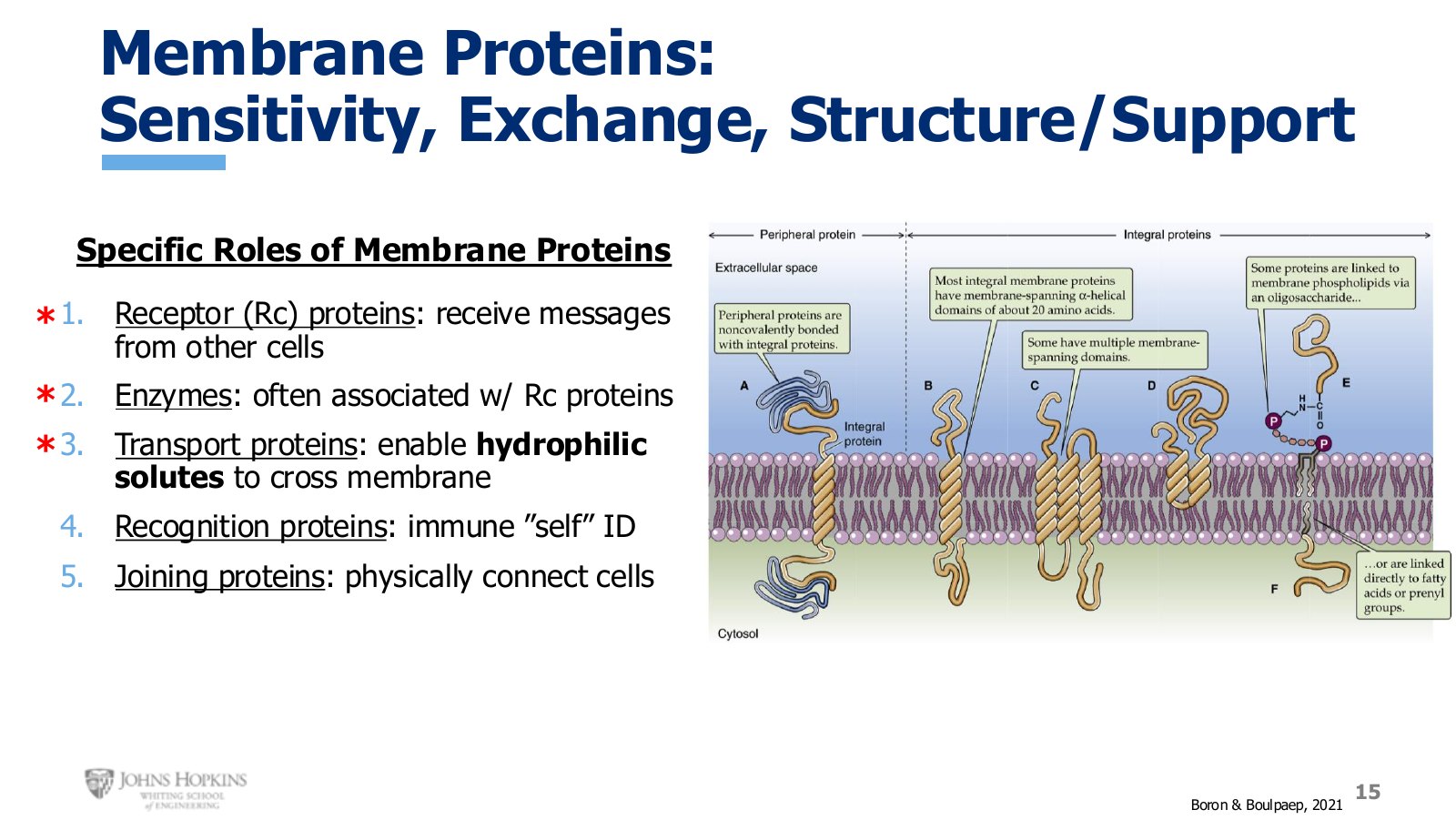 Slide 15: The five roles of membrane proteins. Receptors, enzymes, and transporters are the three this course pursues.