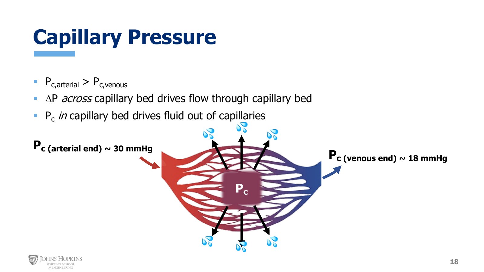Slide 18: A bare-bones capillary bed. Capillary pressure falls from about 30 mmHg at the arterial end to about 18 mmHg at the venous end, and pushes fluid out of the capillaries throughout the bed.