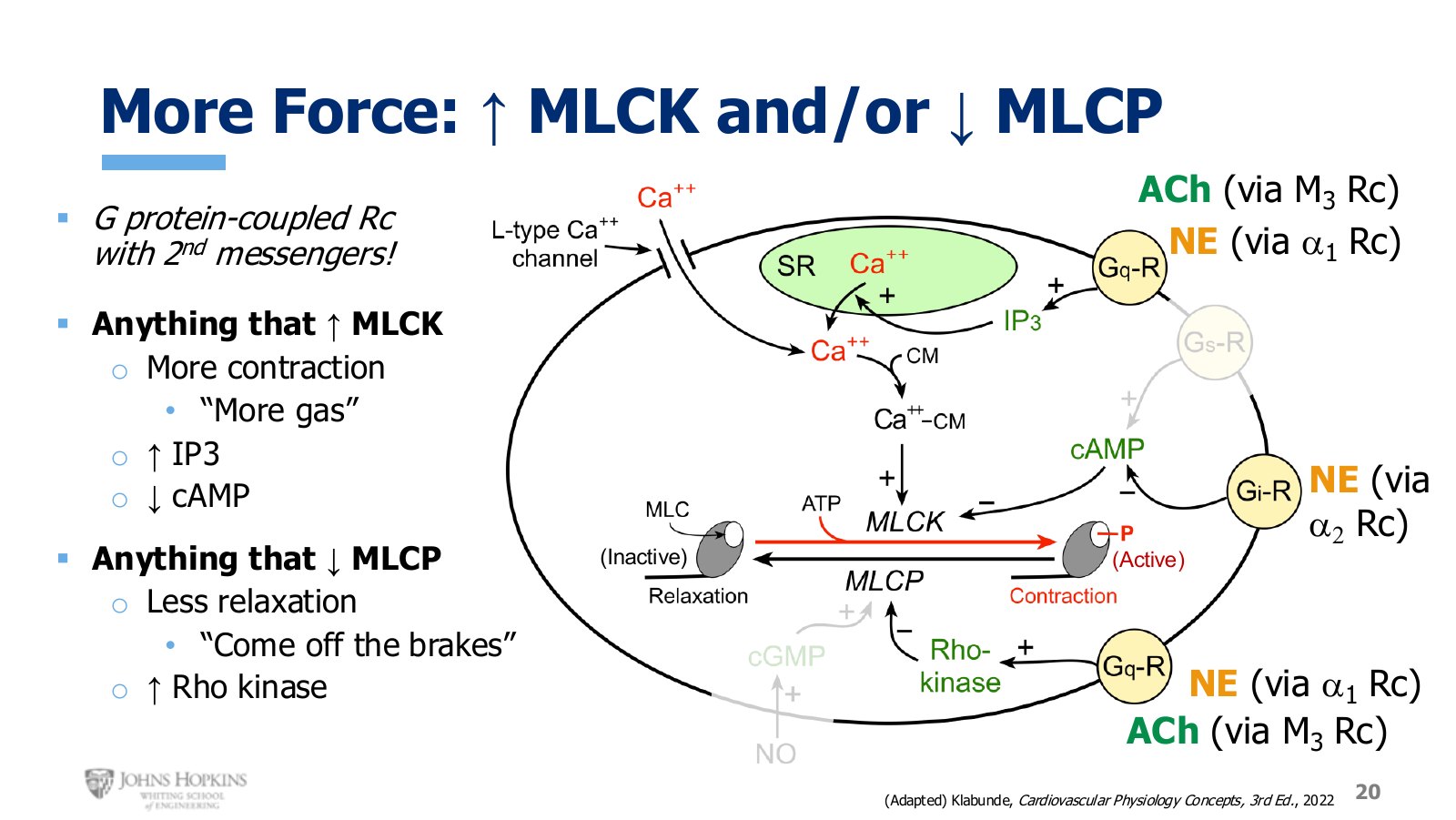 Slide 20: Three routes to more force, and the ligands and receptor subtypes that take each one.