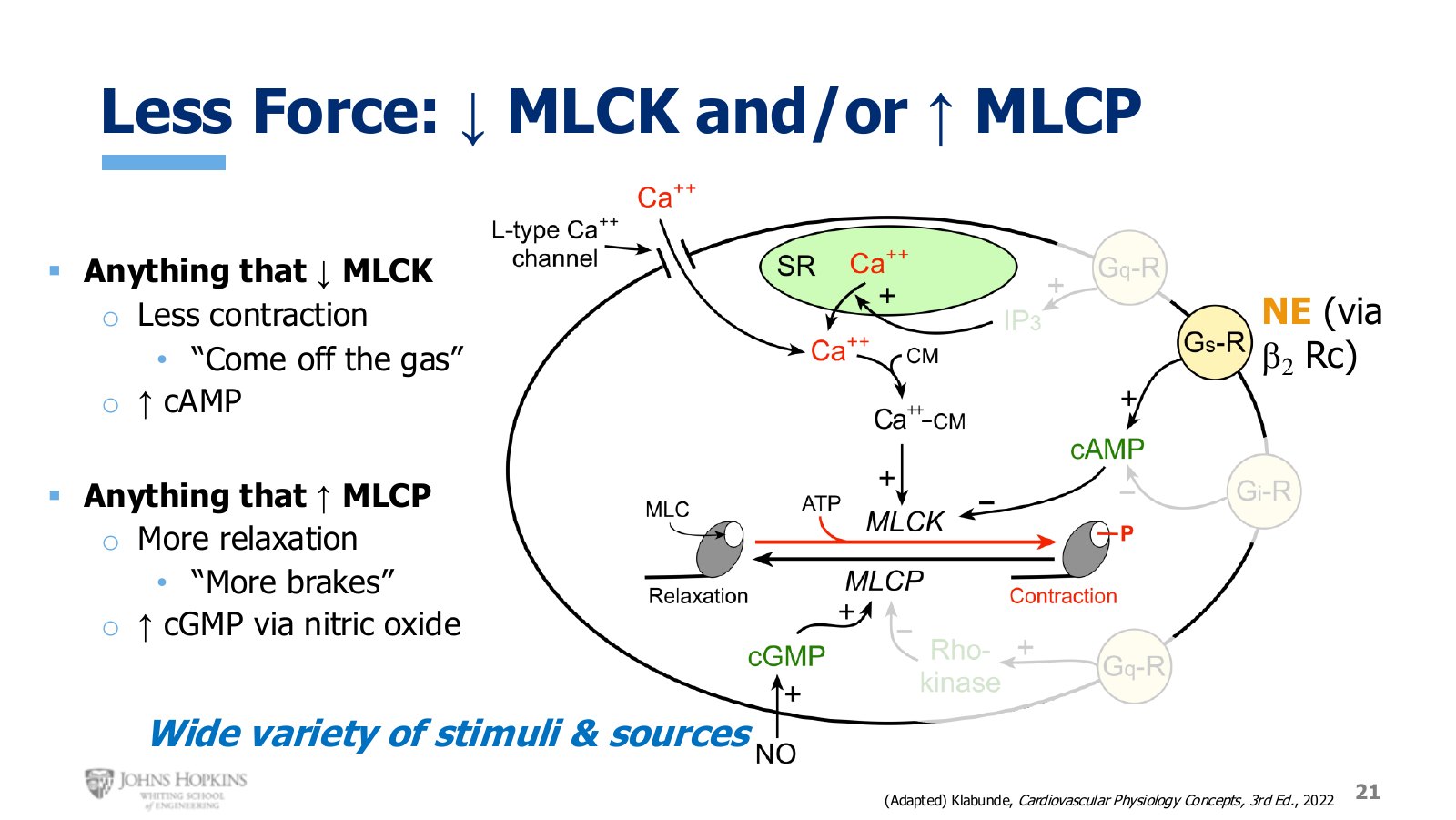 Slide 21: Two routes to less force. Nitric oxide is the one worth remembering.