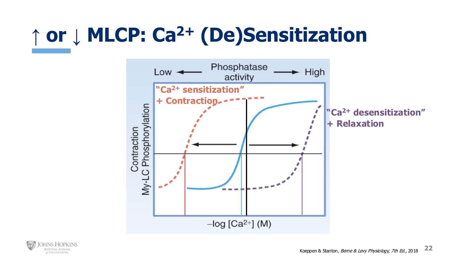 Slide 22: One sigmoid curve, shifted left or right. Same calcium, different contraction.