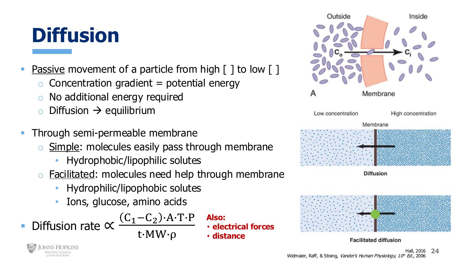 Slide 24: Simple versus facilitated diffusion, with the parameters governing diffusion rate.