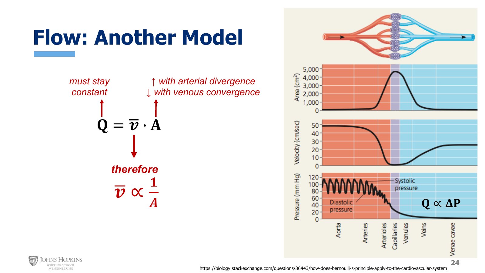 Slide 24: Aggregate cross-sectional area, mean velocity, and pressure from aorta to venae cavae. Area and velocity mirror each other.