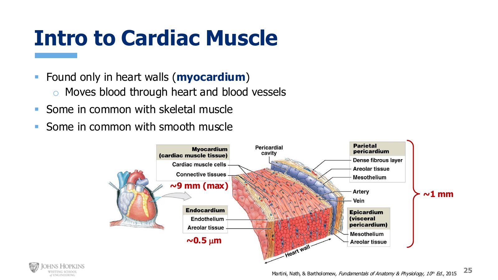 Slide 25: The layers of the heart wall, with the thick myocardium between two much thinner layers.