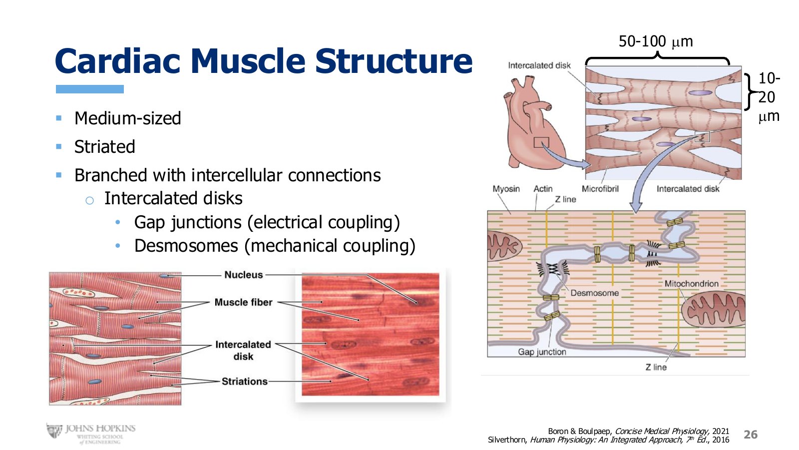 Slide 26: Branched, striated cells joined end to end at intercalated disks.