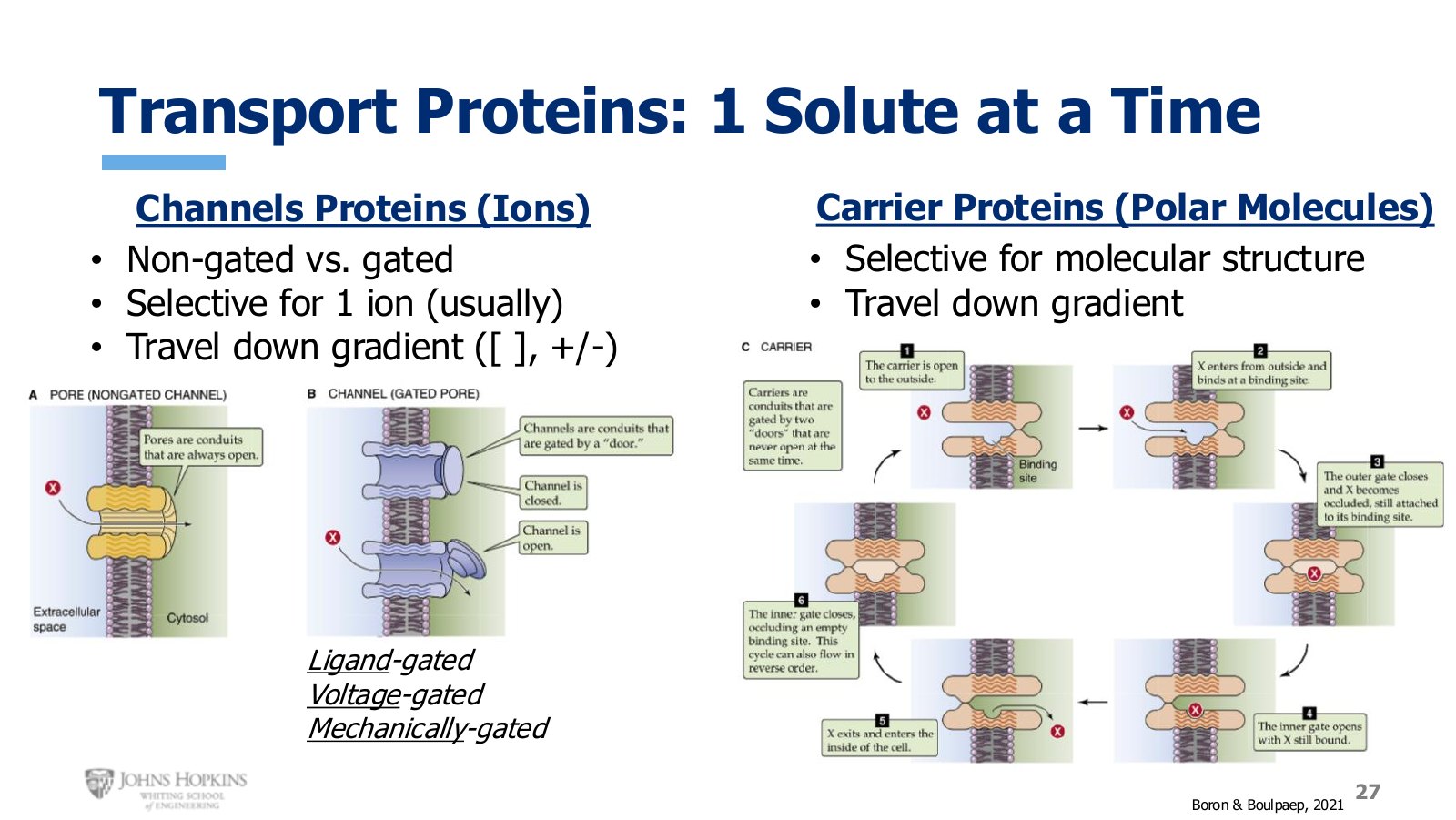 Slide 27: Channels move ions, carriers move polar molecules. Both are selective, both run down the gradient.