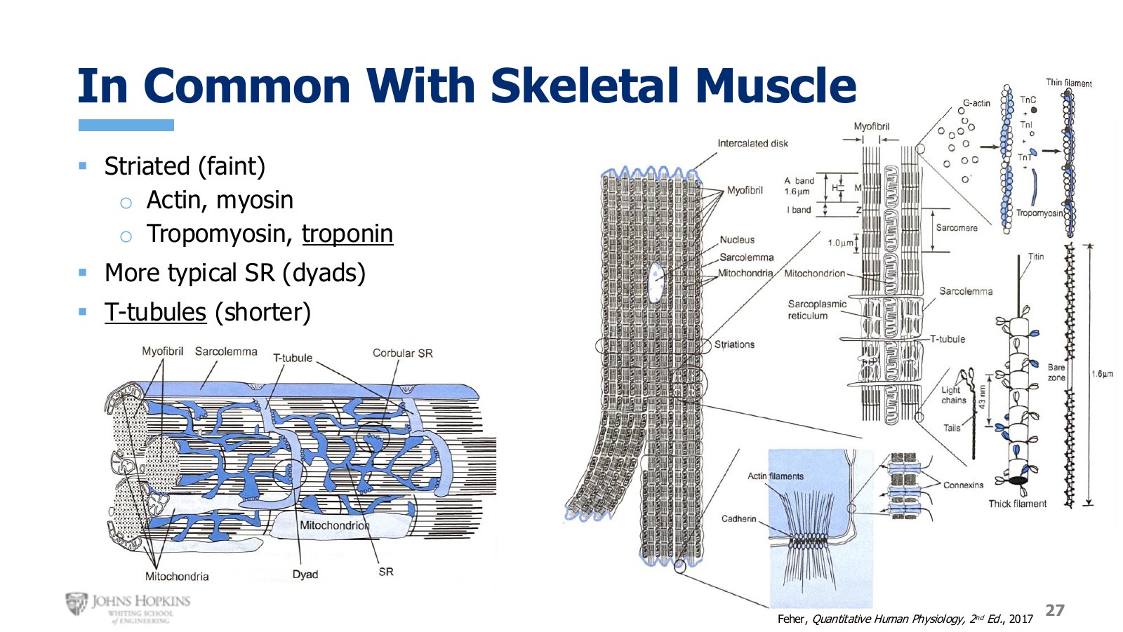 Slide 27: Sarcomeres, the full filament protein set, and T tubules — but a dyad rather than a triad.