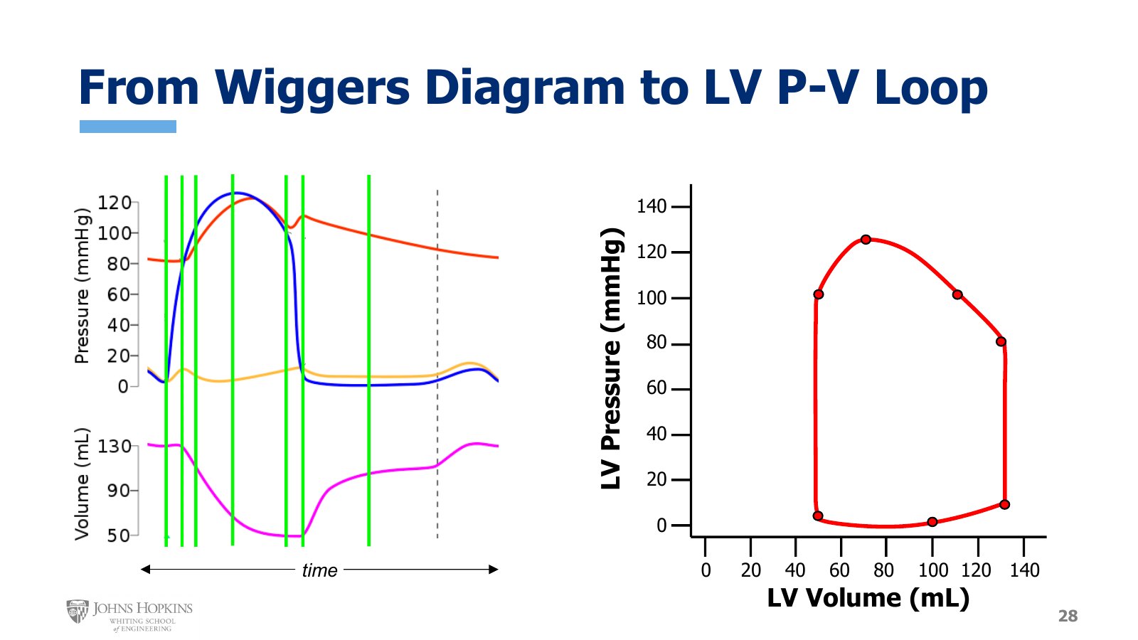 Slide 28: Green time points on the Wiggers diagram, left, transferred as dots to left ventricular pressure against volume, right.