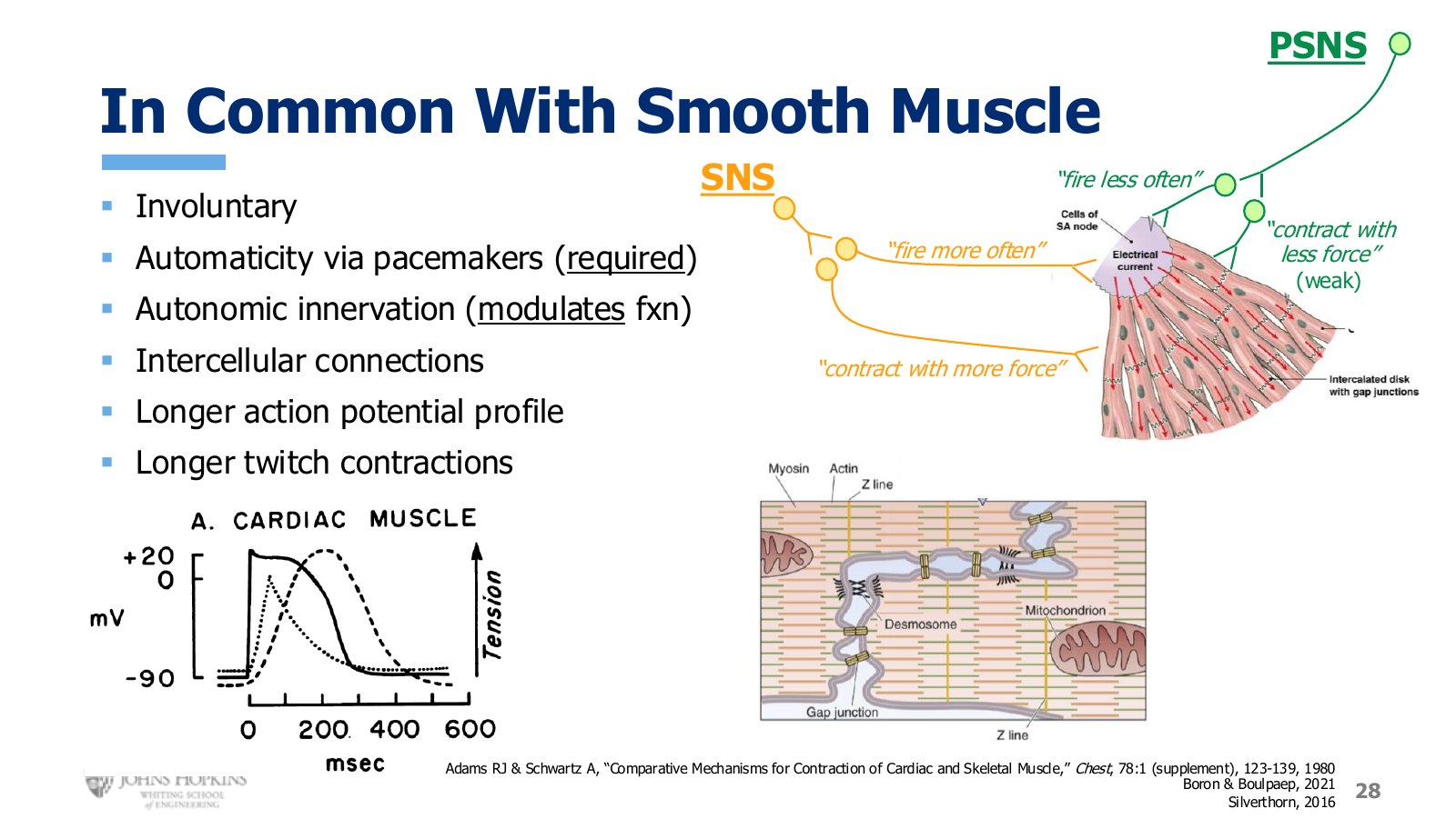 Slide 28: Autonomic nerves modulate rather than command. Sympathetic fires more often and contracts harder; parasympathetic does the reverse.