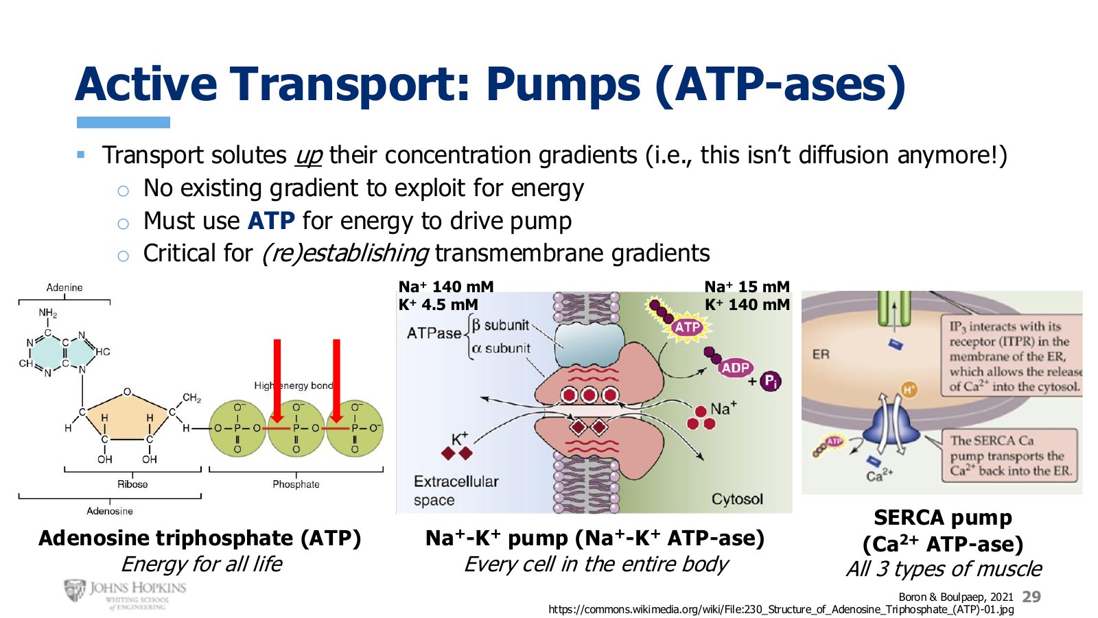 Slide 29: The two pumps this course covers, with the sodium and potassium concentrations they maintain.